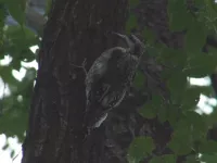 Geelbuiksapspecht [Sphyrapicus varius]